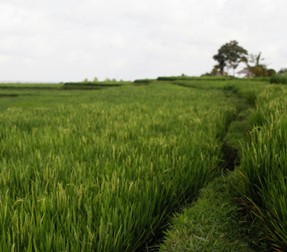Picture1